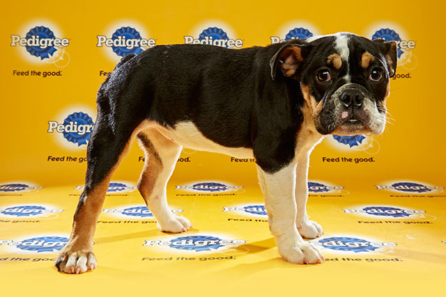 adopt puppy bowl dogs a sneak peek of the lineup for puppy bowl 2016 this s community adopt puppy bowl dogs a sneak peek of the lineup for puppy bowl 2016 this s community