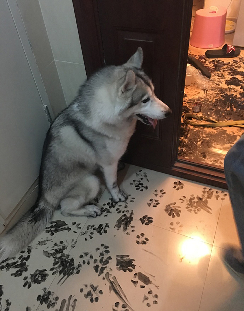 This Dog Takes the Cake for Destroying a House