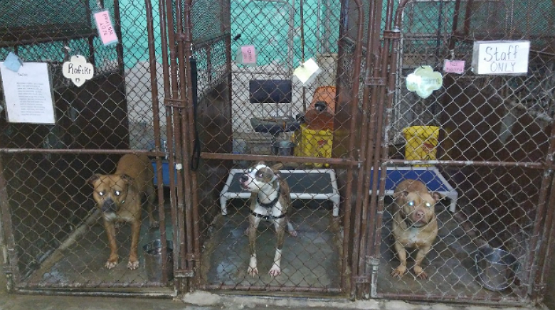 Give Dog Up For Adoption Nyc Give Dog Up For Adoption Nyc