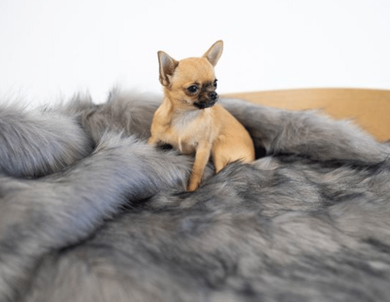 dog on blanket