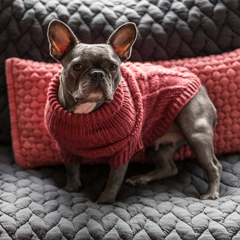 dog in red sweater