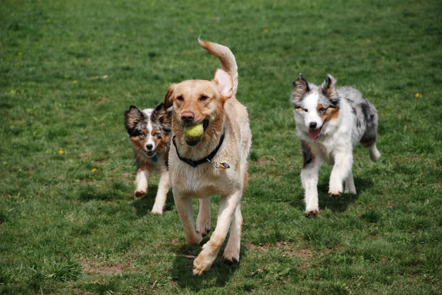 dogs astoria astoria park will cost a whopping 1 million this s community dogs astoria astoria park will cost a whopping 1 million this s community