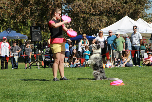 DISC Dog