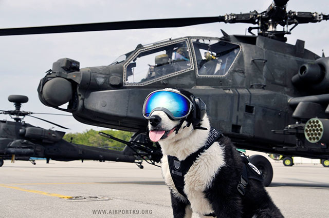 k-9 piper 7