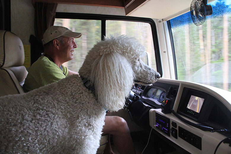 90 year old and her poodle Ringo on road trip 7