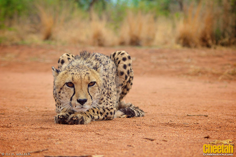 Dogs protect livestock from cheetahs 11 S