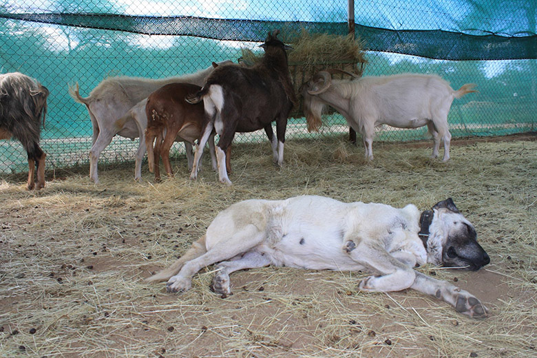 Dogs protect livestock from cheetahs 12 S