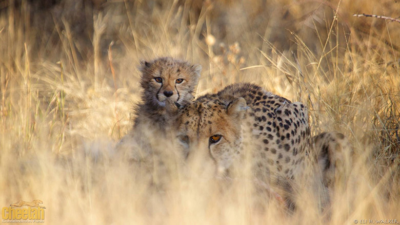 Dogs protect livestock from cheetahs 9 S