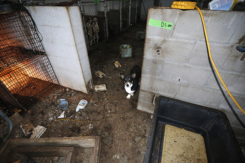 A Corgi wanders through the debri in a small barn during an animal rescue, Thursday, March 3, 2016, in Madison Co., Arkansas. (Brandon Wade/AP Images for The Humane Society of the United States)