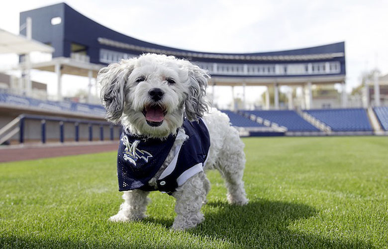 In this Feb. 22, 2014 photo, Milwaukee Brewers mascot, Hank, is at the team's spring training baseball practice in Phoenix. The team has unofficially adopted the dog and assigned the name “Hank” after baseball great Hank Aaron. (AP Photo/Rick Scuteri)