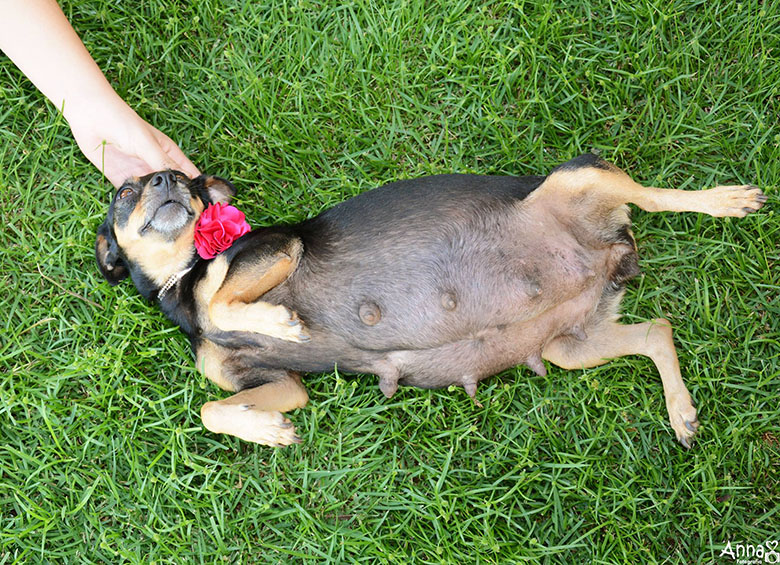 pregnant dog