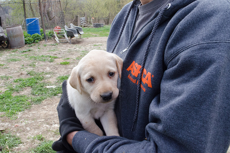 Puppy Mll Raid Wisconsin Labradors 1