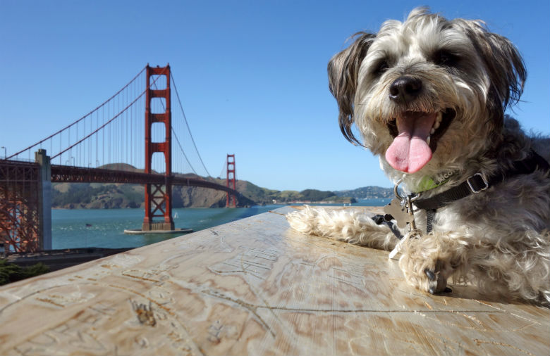 image viajar con tu perro San Francisco dog friendly city