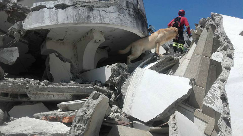 dog saved people from ecuador earthquake 5