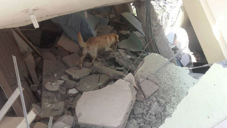 dog saved people from ecuador earthquake 7