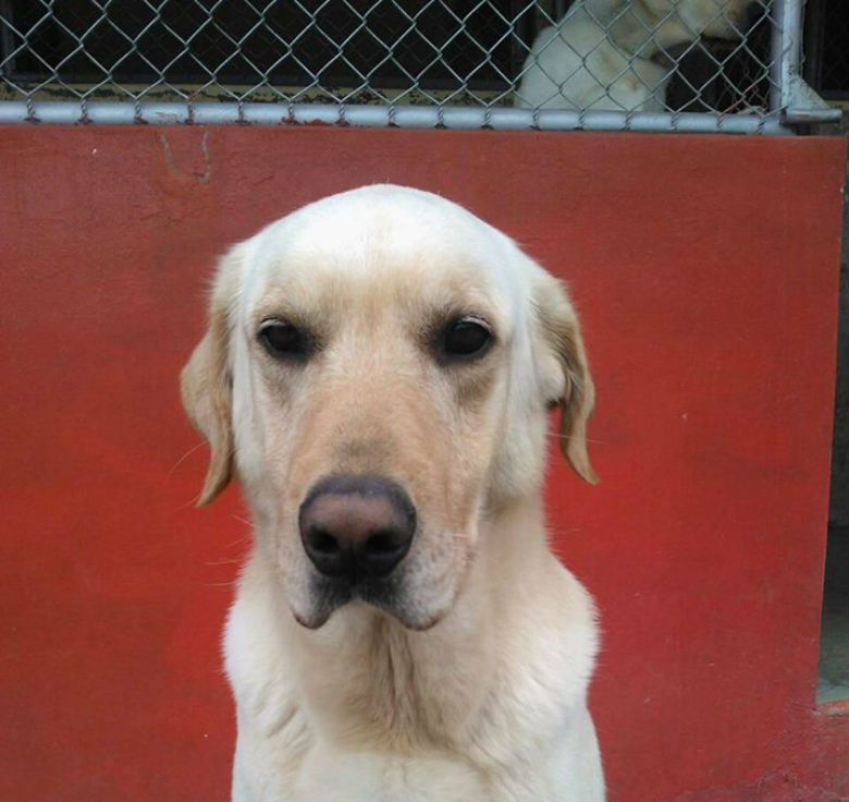 dog saved people from ecuador earthquake