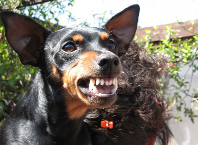 puppy bites a lot a bite could cost upwards of 56 000 here is how to prevent them from occurring puppy bites a lot a bite could cost upwards of 56 000 here is how to prevent them from occurring