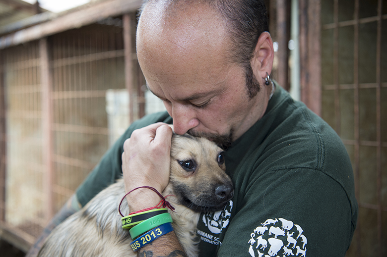 Dogs rescued from South Korea Dog Farm