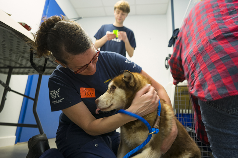 Jenn Kulina-Lanese (Humane Society of the Unite States) works with a Husky named Mendy at St. Huberts Animal Shelter in Madison, N.J. after  members of the Humane Society of the United States picked up dogs Tuesday, April 26, 2016, that have arrived from South Korea at Newark International Airport after being rescued from the dog meat trade. Image credit Craig Ruttle AP images for HSI