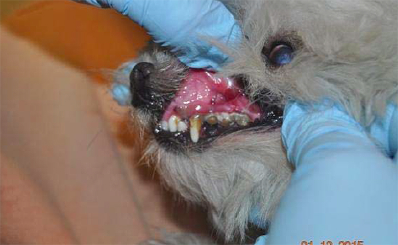 This dog with dental disease was found at Dusty Road Kennel in Kansas, which supplied puppies to Hunte Corporation. The facility had USDA violations five years in a row. Photo by USDA