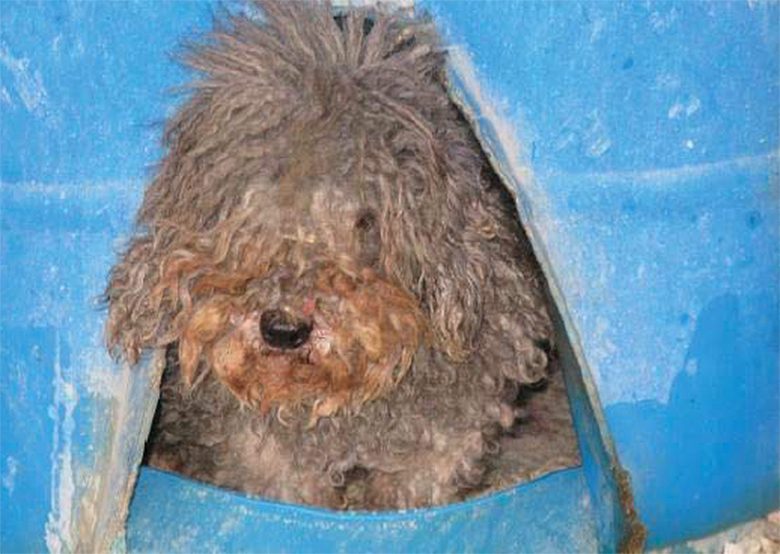 A severely matted poodle was among the dogs at Mikhail Raylyanu's facility, which received an official USDA warning for failure to provide veterinary care. Photo by USDA