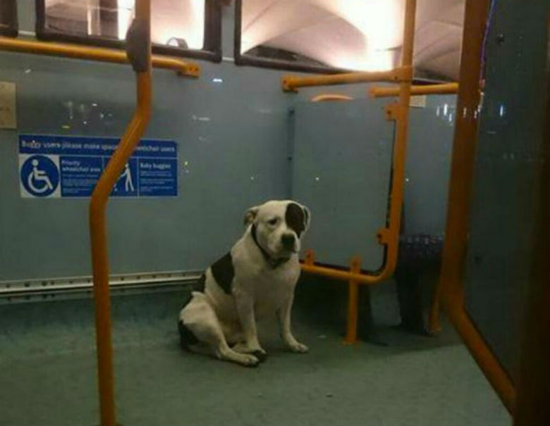 dog left on bus 1