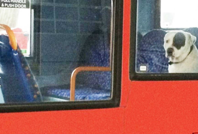 dog left on bus 2