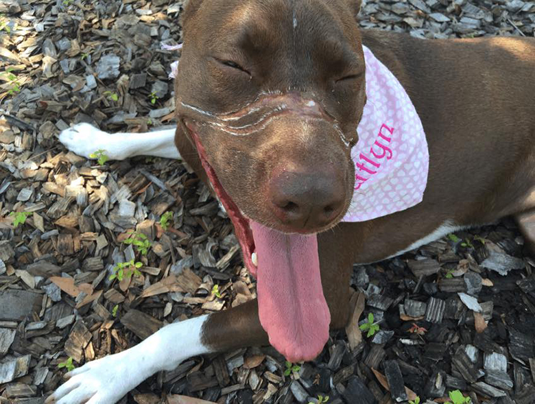 Caitlyn pit bull abused