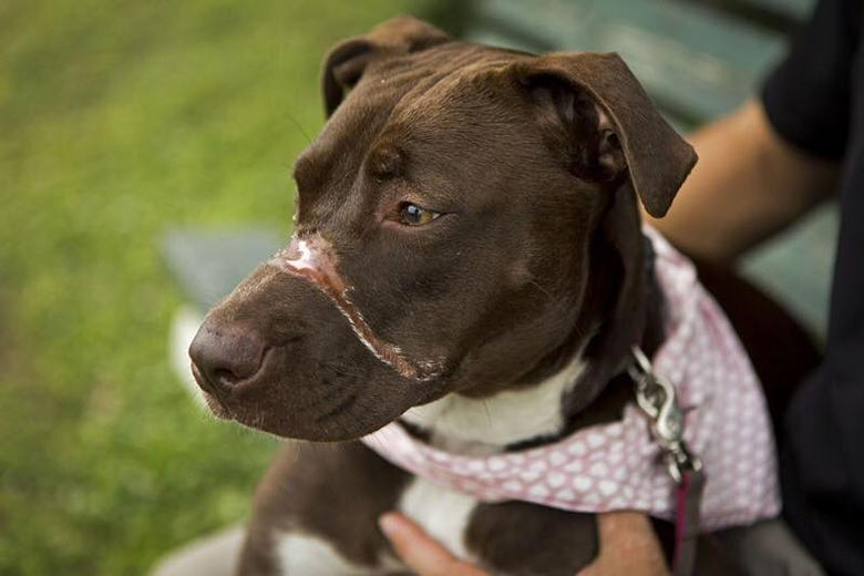 Caitlyn pit bull abused