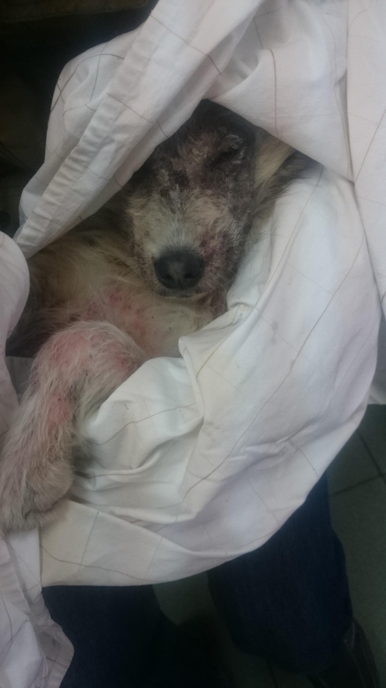 Annie Valkyrie Saves Dog in Bulgaria 2