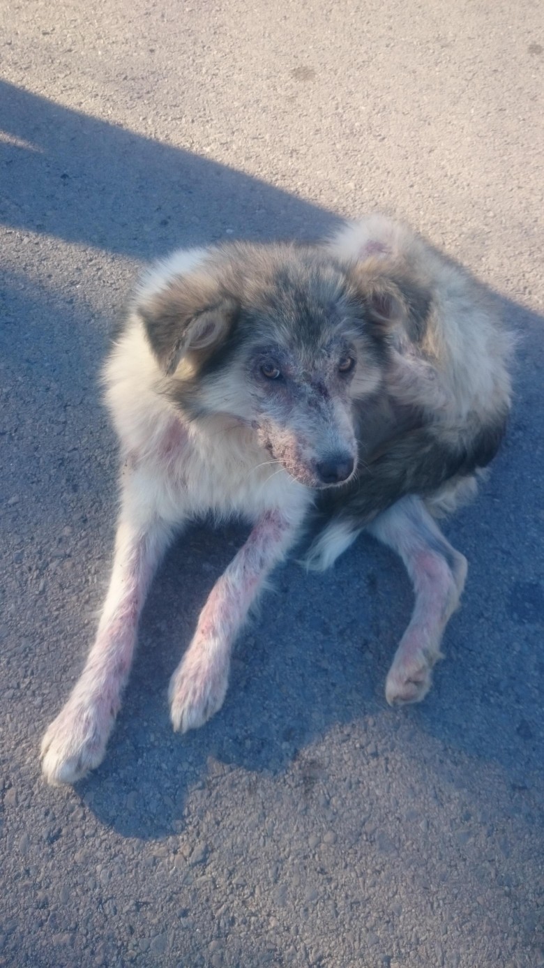 Annie Valkyrie Saves Dog in Bulgaria