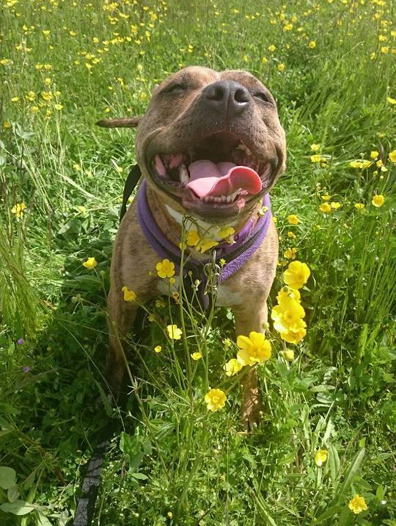 Britain's Loneliest Dog