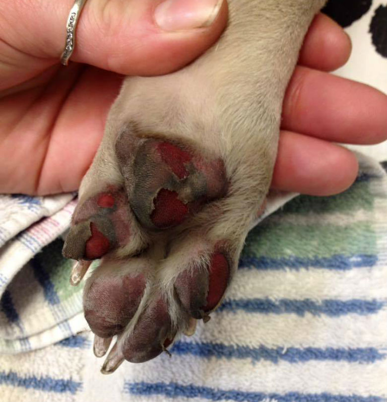 Photo Of Hot Asphlt And Dogs Paws Photo Of Hot Asphlt And Dogs Paws