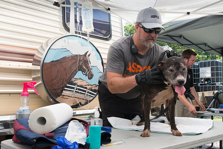 Local Shelter Teams Up With ASPCA to Rescue 41 Dogs From 'NoKill' Shelter