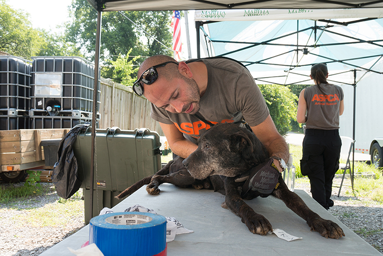 Local Shelter Teams Up With ASPCA to Rescue 41 Dogs From 'No-Kill' Shelter Local Shelter Teams Up With ASPCA to Rescue 41 Dogs From 'No-Kill' Shelter