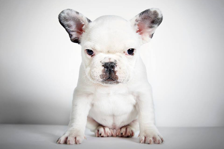 Boris. Photo credit Richard Phibbs.