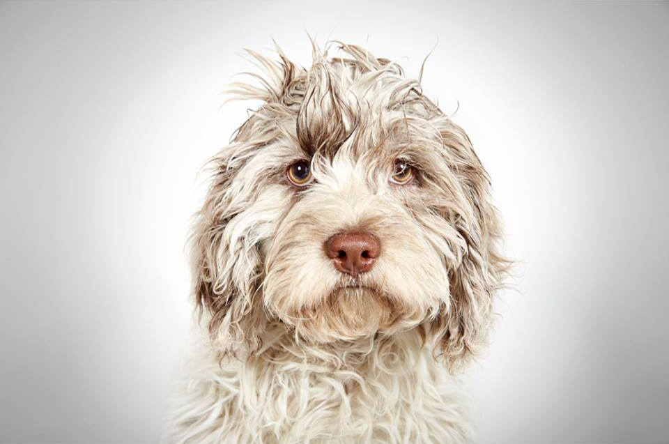 Pip. Photo Credit Richard Phibbs.