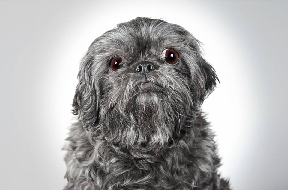 Lola. Photo credit Richard Phibbs.