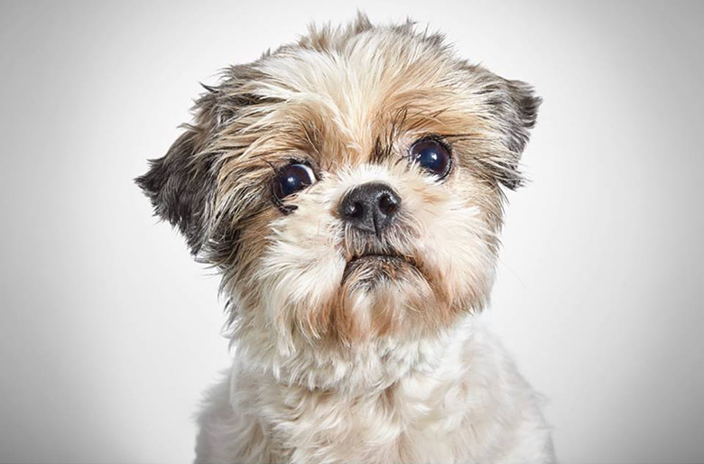 Dottie. Photo Credit Richard Phibbs.