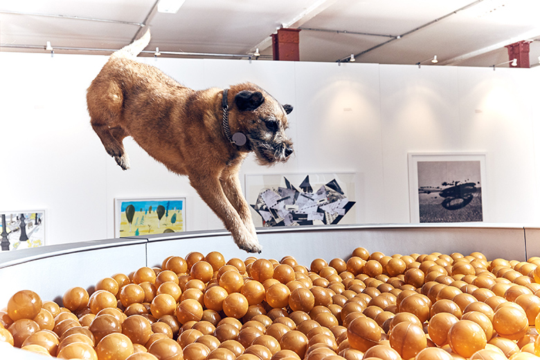 Friday 19th August 2016, Bermondsey, London: Today, MORE TH>N opens a contemporary art exhibition just for dogs in London. Artist Dominic Wilcox has created a series of interactive, contemporary art installations for dogs to enjoy, with each artwork based on an activity they love to do to encourage people to #PlayMore with their pets. This picture: Border Terrier Bobbie jumps into ëDinnertime Dreamsí - an oversized 10ft dog bowl filled to the brim with over 1,000 play balls made to look like dog food. For further information please contact Rachel Aldersley at Cow PR on 020 7234 9156 or morethan@cowpr.com PR Handout - free for editorial usage. Copyright: © Mikael Buck / MORE TH>N