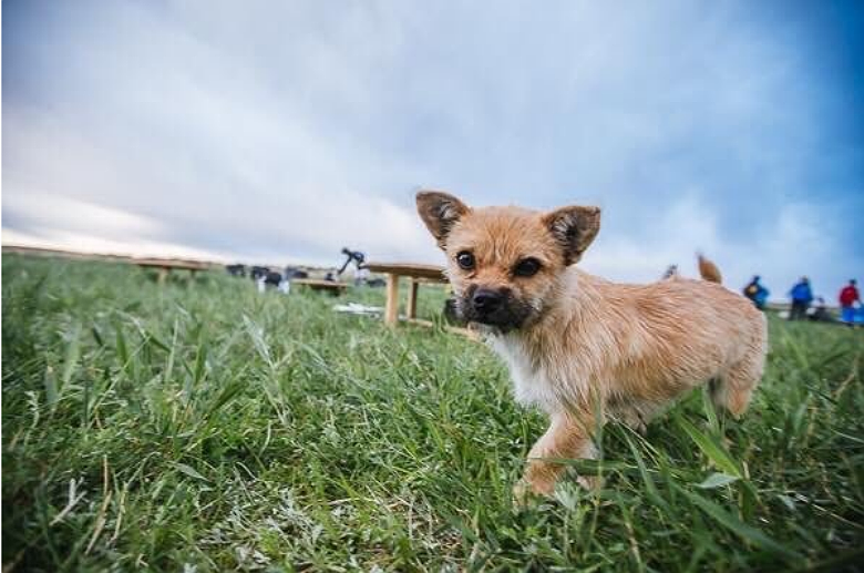 Gobi New 2