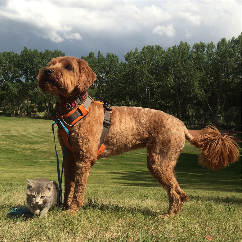 Koda and Jessie 1