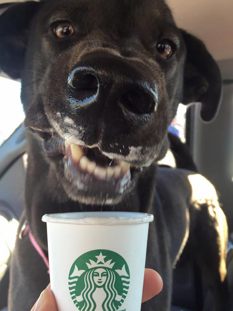 Image Result For Coffee Bad For Dogs Is Coffee Bad For Dogs Puppuccino 1 Coffee Bad For Dogs Is Coffee Bad For Dogs