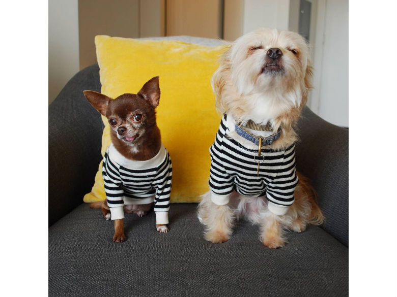 @ChloeKardoggian