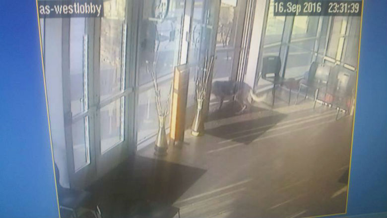 Ginger escapes 3