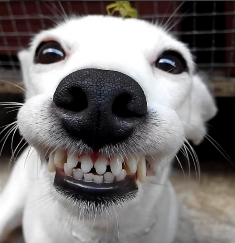 Dog Can't Stop Smiling When Grasshopper Lands on Her Head – This Dog's