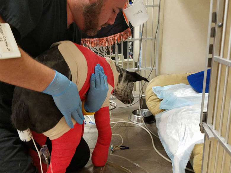 Image via Houston K911 Rescue