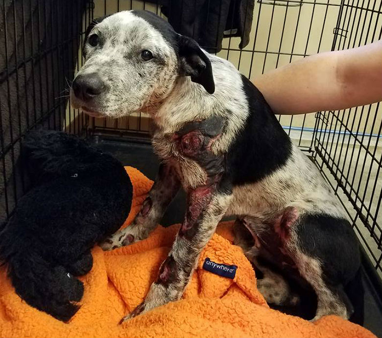 Image via Houston K911 Rescue