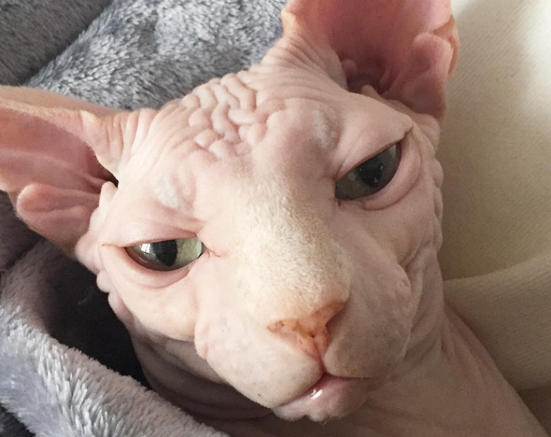 Botox and Lulu 14