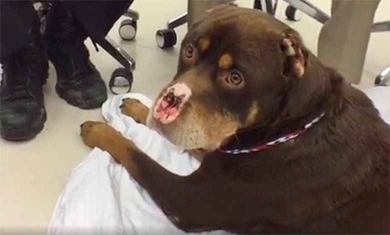 Dog Discovered With His Nose Cut Off Is On Road to Recovery Dog Discovered With His Nose Cut Off Is On Road to Recovery